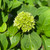 Hydrangea macrophylla Penny Mac 169314